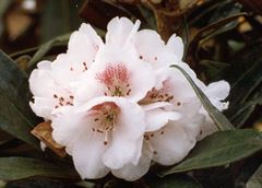 R.russotinctum